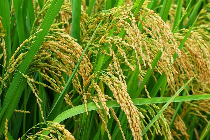 peningkatan kualitas beras padi